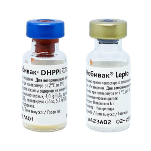 Nabivak dhppi+lepto